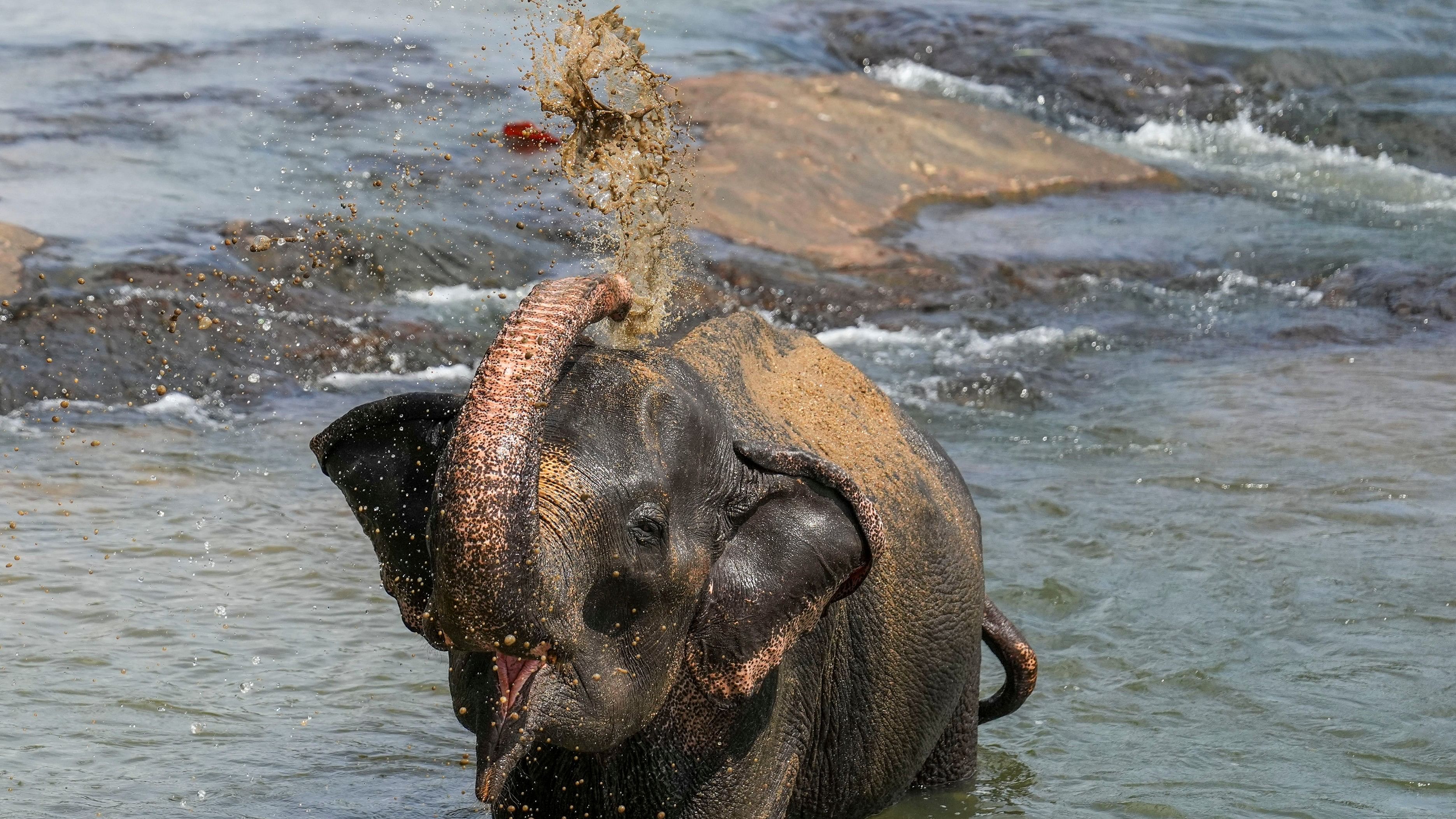 <div class="paragraphs"><p>Forest officials informed the students about an importance of saving elephants, in the wake of the human-wildlife conflict and habitat destruction continuing to threaten the pachyderms, he said.</p><p>(Representative image)</p></div>