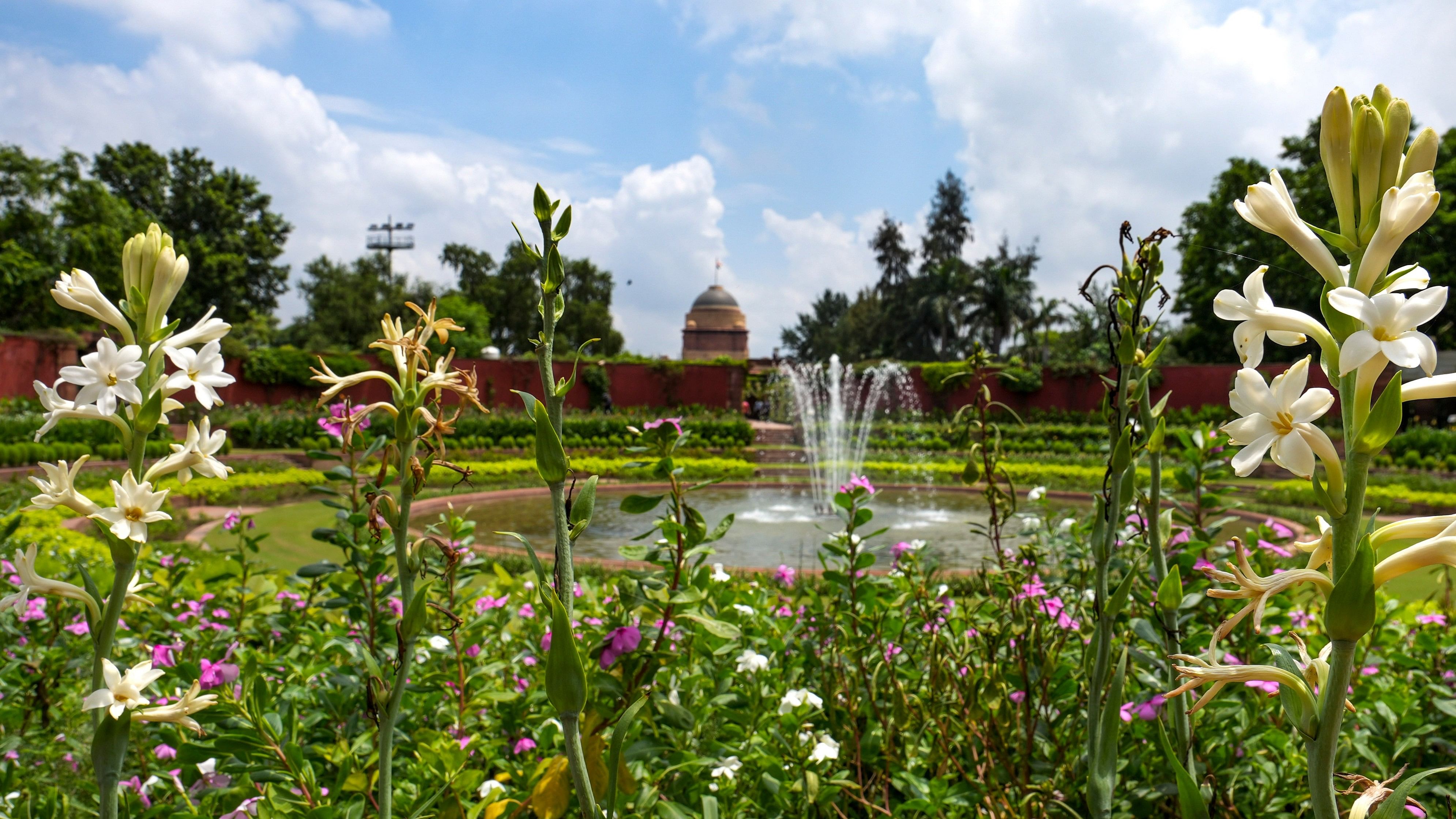 <div class="paragraphs"><p>Flowers bloom at the Amrit Udyan, at Rashtrapati Bhavan in New Delhi, Tuesday, August 13, 2024.</p></div>