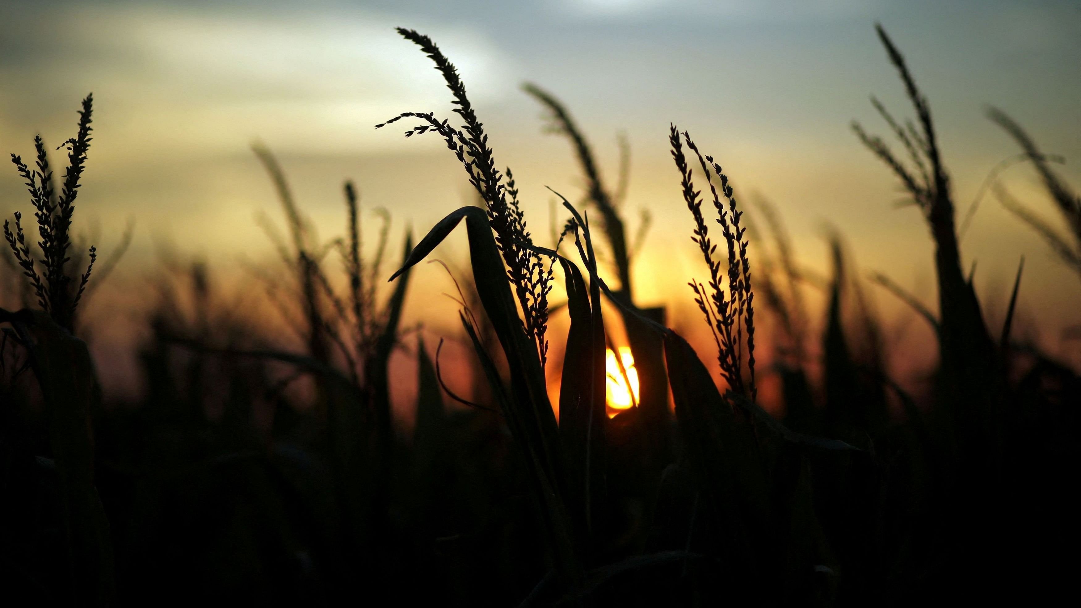 <div class="paragraphs"><p>Corn plants are seen at sunset in a farm.</p></div>