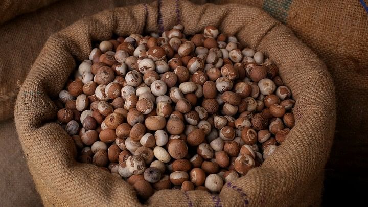 <div class="paragraphs"><p>Representative image of areca nuts or betel nuts.</p></div>