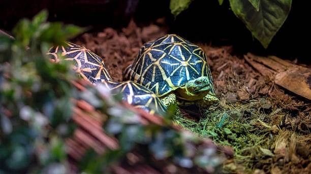 <div class="paragraphs"><p>Indian star turtles.</p><p>Image for representation.</p></div>