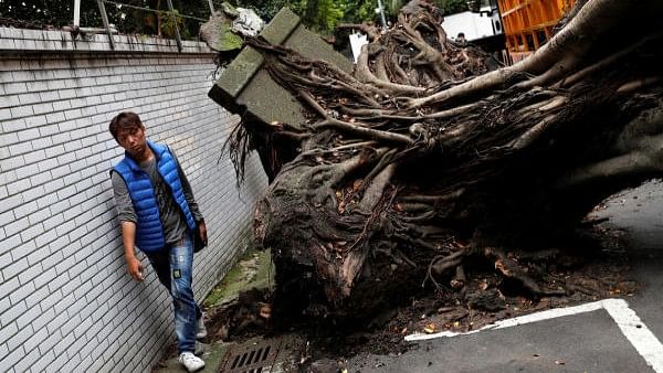 <div class="paragraphs"><p>A man walks past a fallen tree after an earthquake in Taipei, Taiwan. Representative image</p></div>