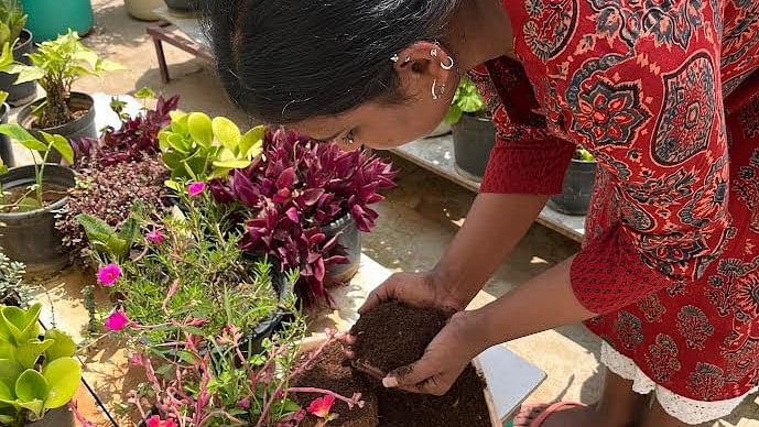 <div class="paragraphs"><p> The author adds harvested compost into potted plants.</p></div>