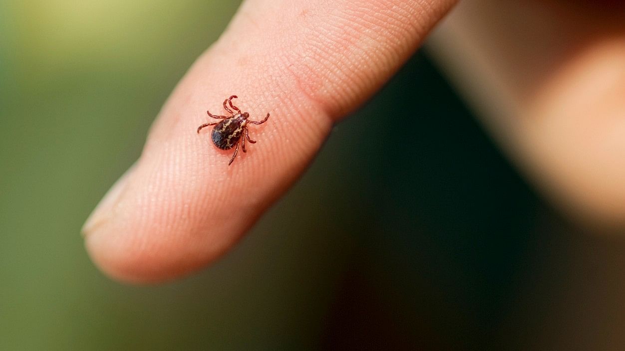 <div class="paragraphs"><p>Representative image on a tick.</p></div>