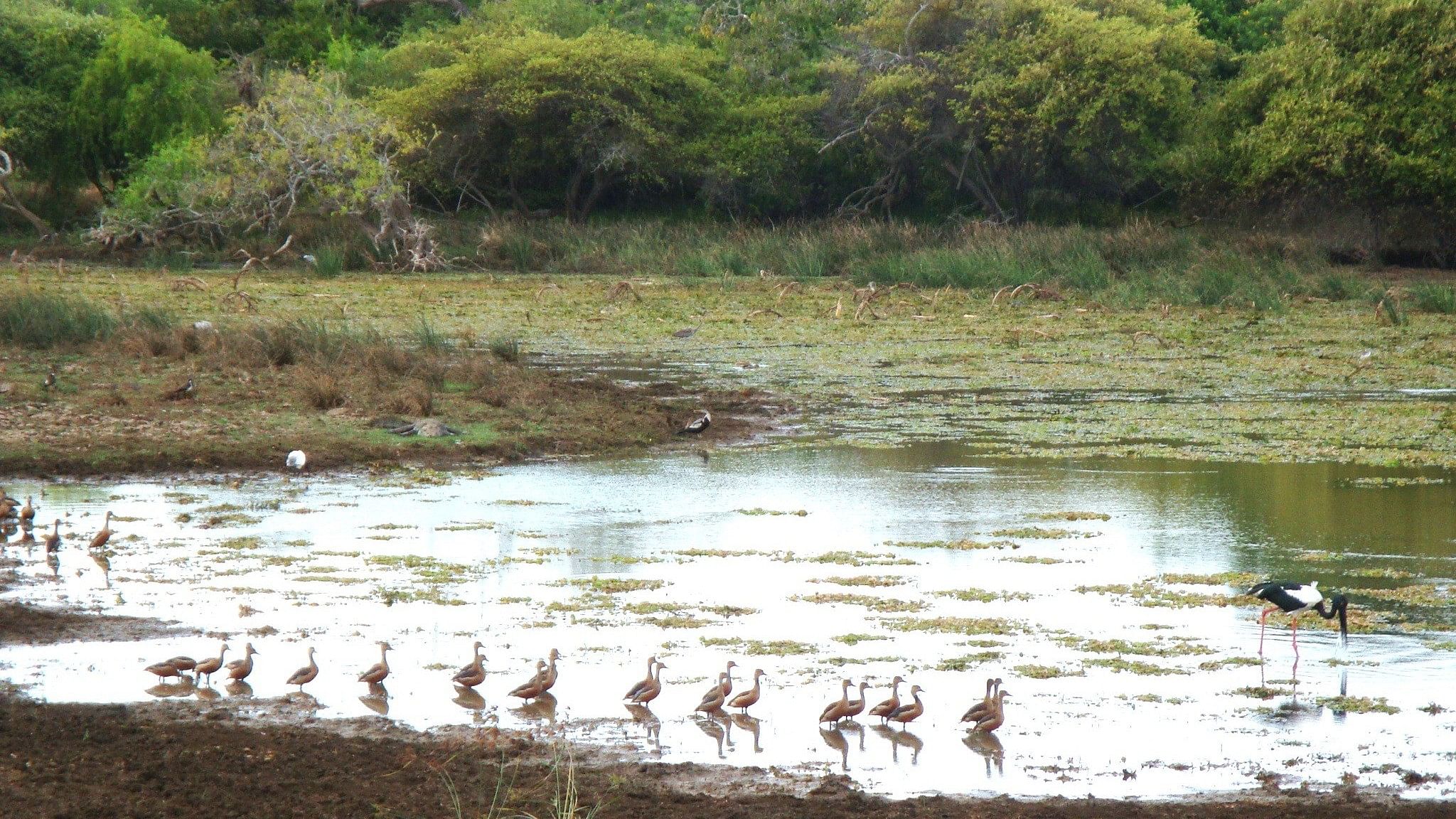 <div class="paragraphs"><p>Birdlife in Yala National Park, Sri Lanka. </p></div>