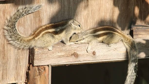 <div class="paragraphs"><p>Image showing two squirrels.</p></div>