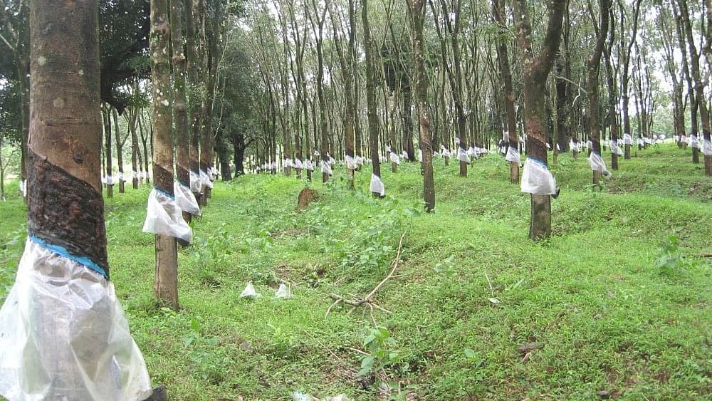 Growers use rain guards so protect the tapping area of the trees from fungal attack.  