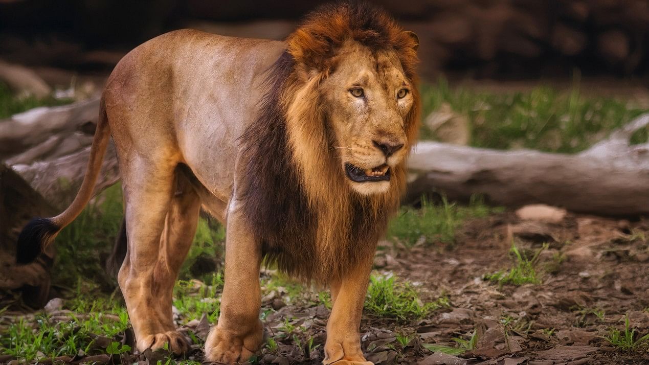 <div class="paragraphs"><p>Representative image showing a lion.</p></div>