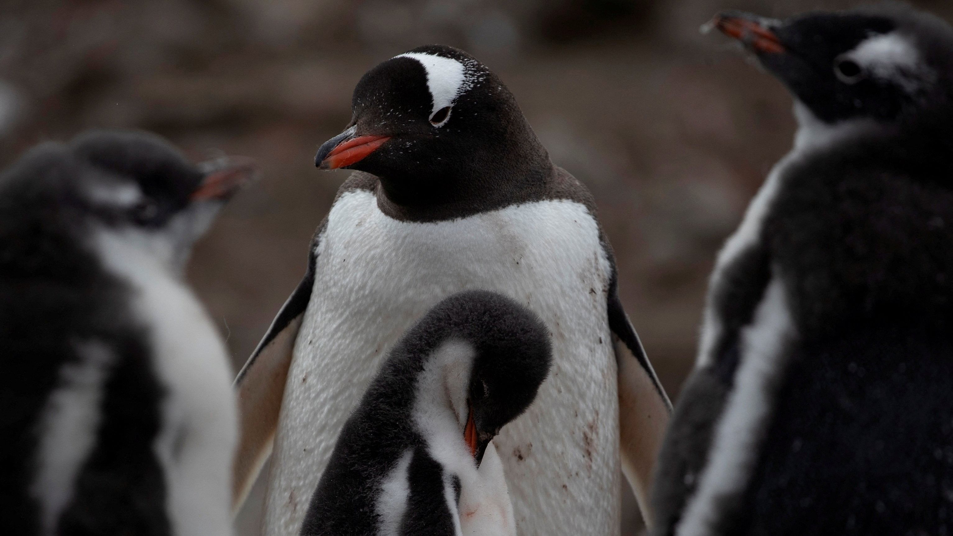 <div class="paragraphs"><p> A colony of penguins stand on Snow Island, Antarctica.&nbsp;</p></div>