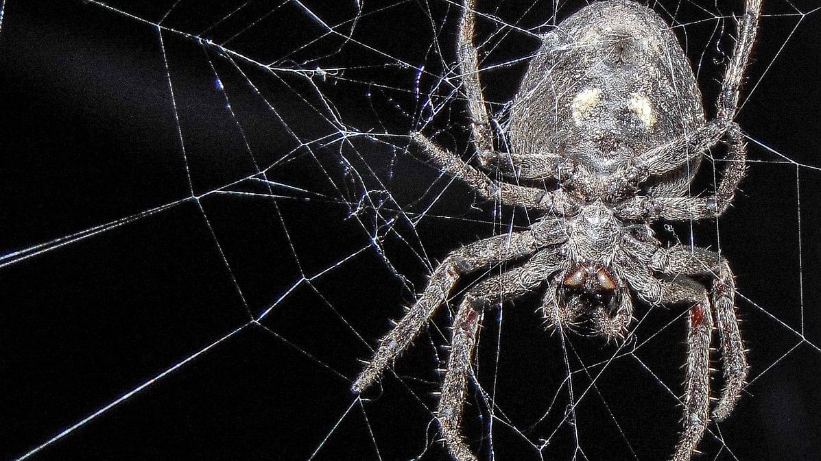 <div class="paragraphs"><p>Representative image showing a&nbsp;Araneus ventricosus.</p></div>