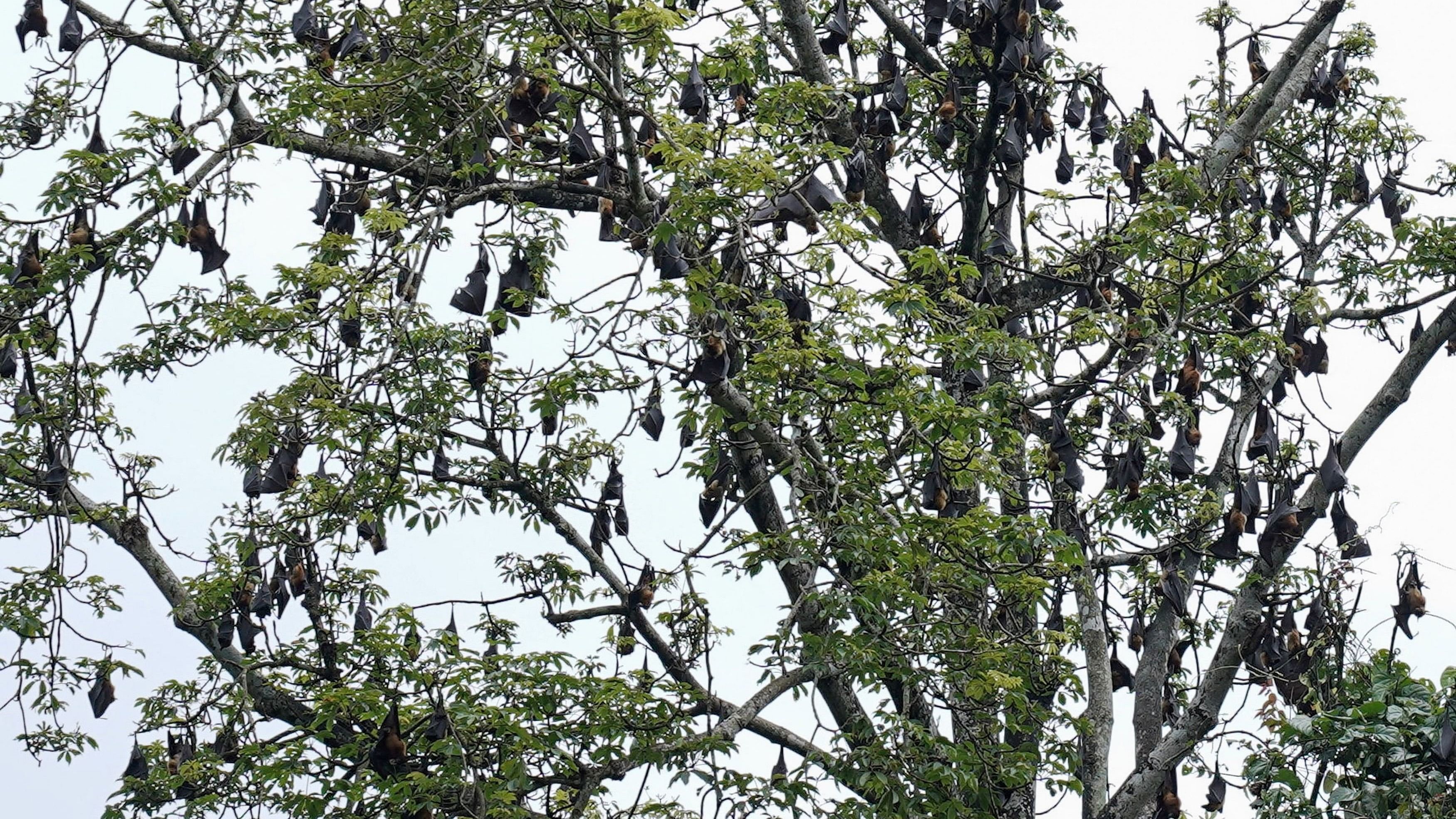 <div class="paragraphs"><p>The presence of the Nipah virus was detected in bat samples collected from Pandikkad in Kerala's Malappuram district, where the death of a 14-year-old boy due to the infection was reported on June 21.</p></div>