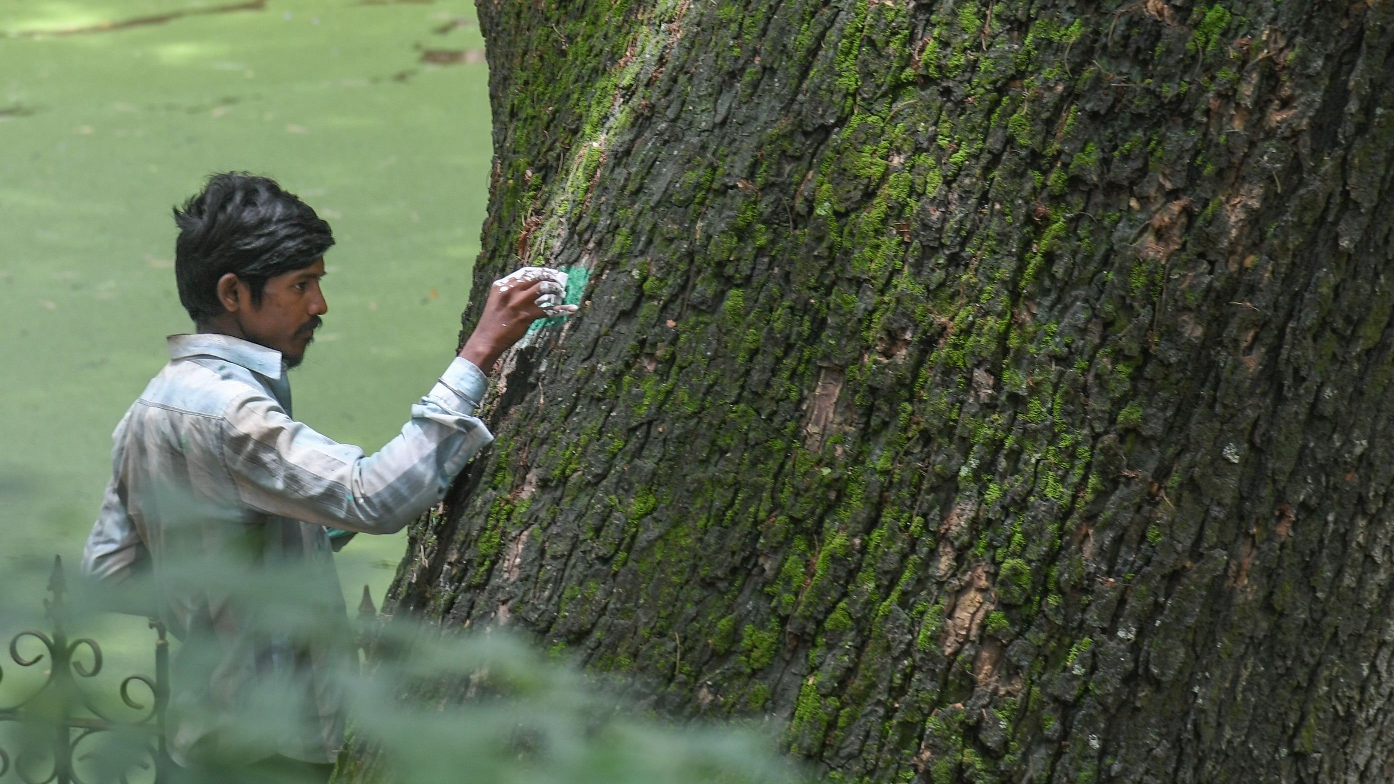 <div class="paragraphs"><p>According to the census data recorded so far, RR Nagar and South zone have the highest number of trees. </p></div>