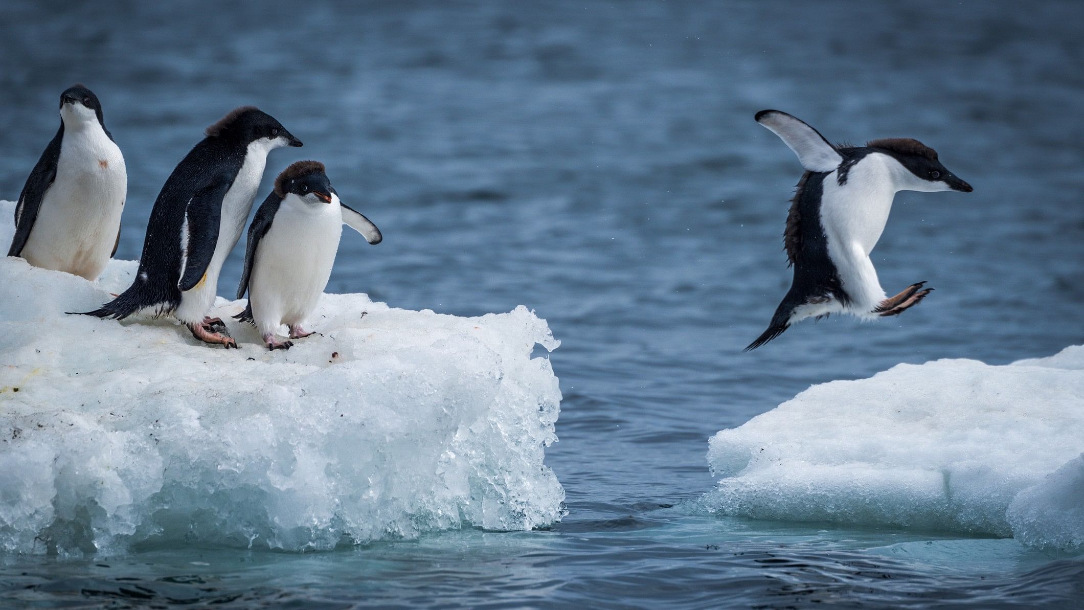 <div class="paragraphs"><p>Representative image showing penguins in Antarctica</p></div>