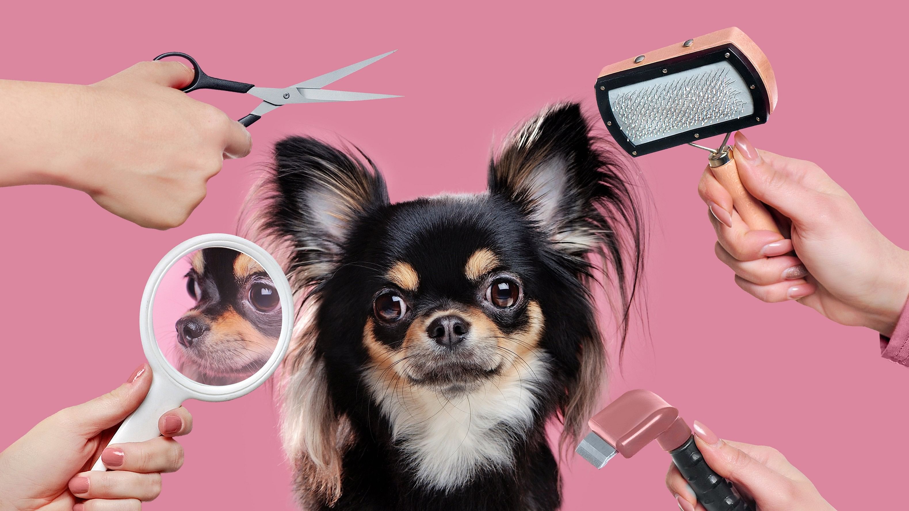 Chihuahua getting grooming procedures done.
