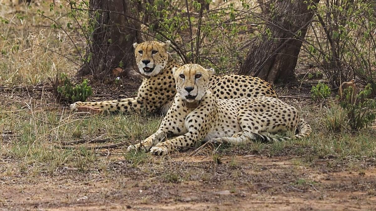 <div class="paragraphs"><p>Cheetahs at Kuno National Park (KNP) in Madhya Pradesh's Sheopur district. </p></div>