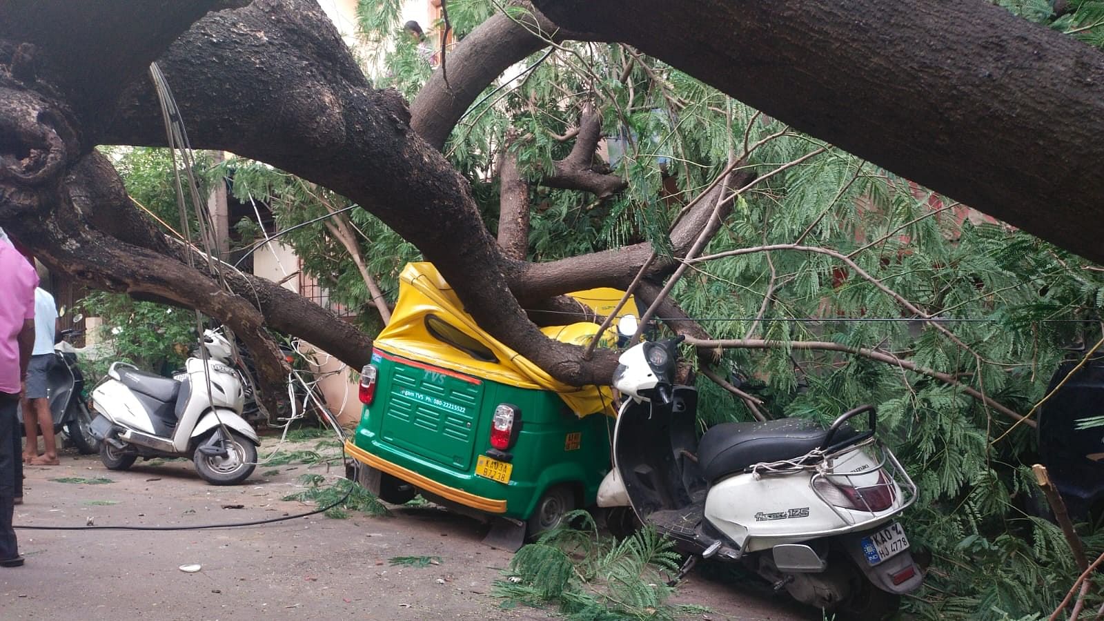 <div class="paragraphs"><p>The rain tree that fell in Vyalikaval on Sunday evening. </p></div>