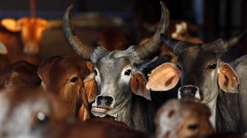 <div class="paragraphs"><p>Several states in India have a&nbsp;number of laws regulating the act of cow slaughter.&nbsp;For representation</p></div>