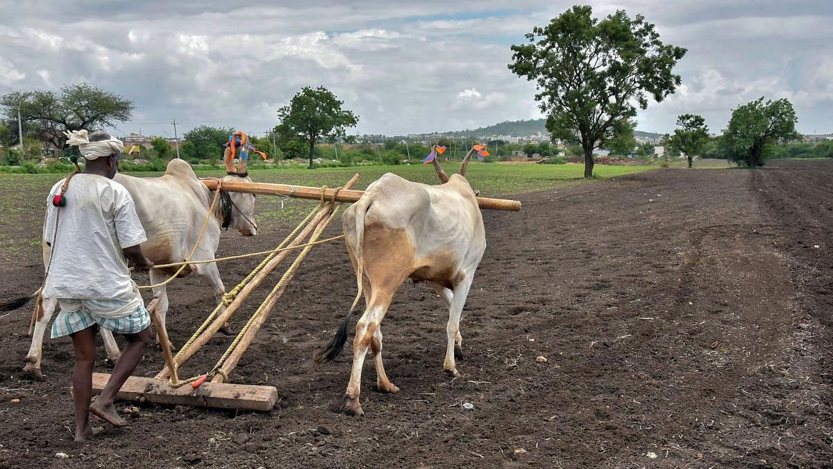 <div class="paragraphs"><p>A farmer ploughs a field as he prepares his farm for sowing, in Hubli district, Karnataka.</p></div>