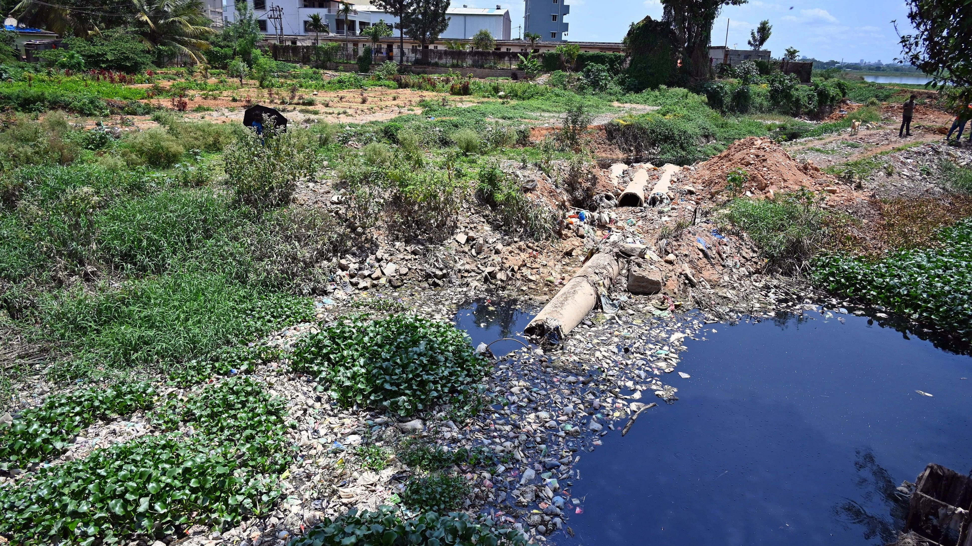 <div class="paragraphs"><p>A view of Bellandur lake in Bengaluru. </p></div>