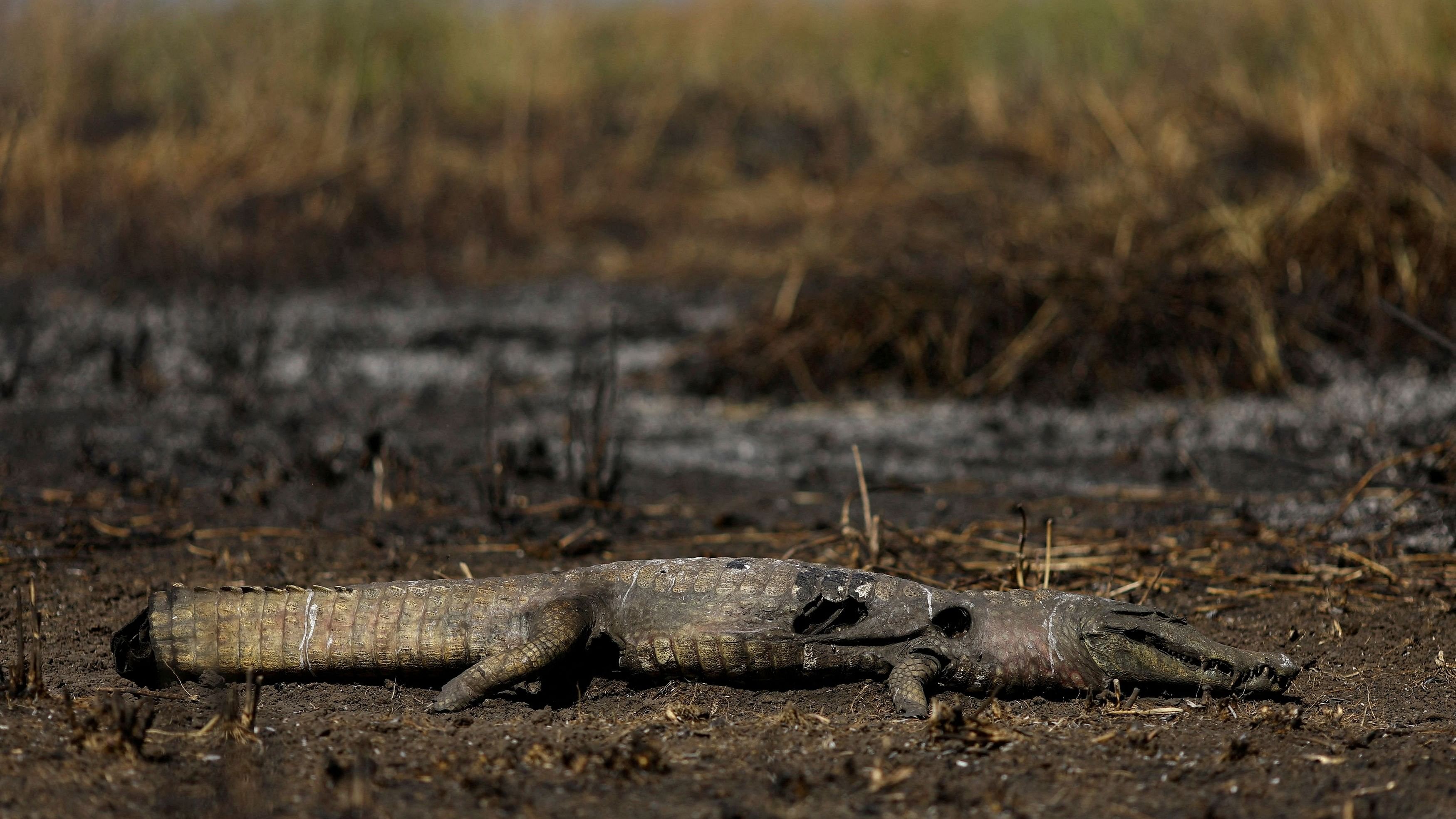 <div class="paragraphs"><p>A burnt alligator lies amongst burnt vegetation in the Pantanal, the world's largest wetland, in Corumba, Mato Grosso do Sul state, Brazil.</p></div>