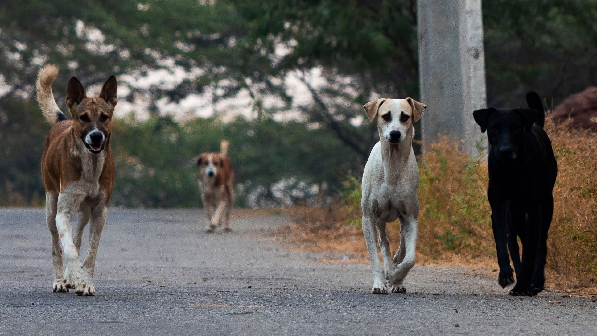 <div class="paragraphs"><p>A pack of stray dogs is seen in this representative image.</p></div>