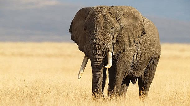 <div class="paragraphs"><p>Image showing an African elephant. (For representation)</p></div>