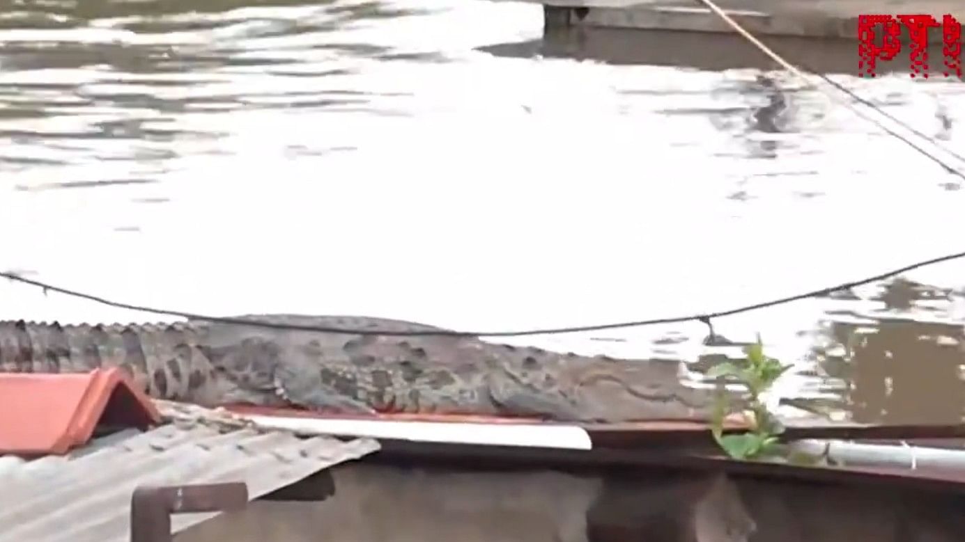 <div class="paragraphs"><p>Screengrab of video showing a crocodile on the roof of a house in Gujarat&nbsp;</p></div>