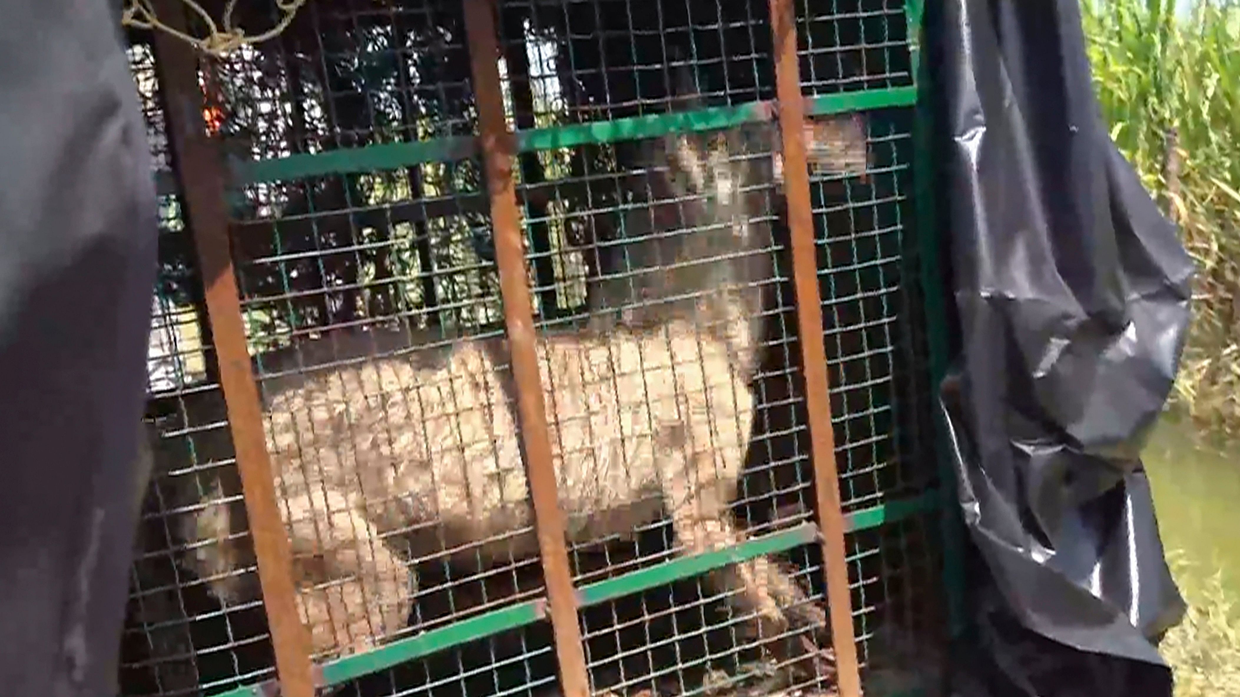 <div class="paragraphs"><p>A wolf, part of a pack which has allegedly killed at least seven people, being taken in a cage after it was captured, in Bahraich district, Thursday, Aug 29, 2024. The Uttar Pradesh government launched 'Operation Bhediya' to capture the pack of wolves in the district. </p></div>