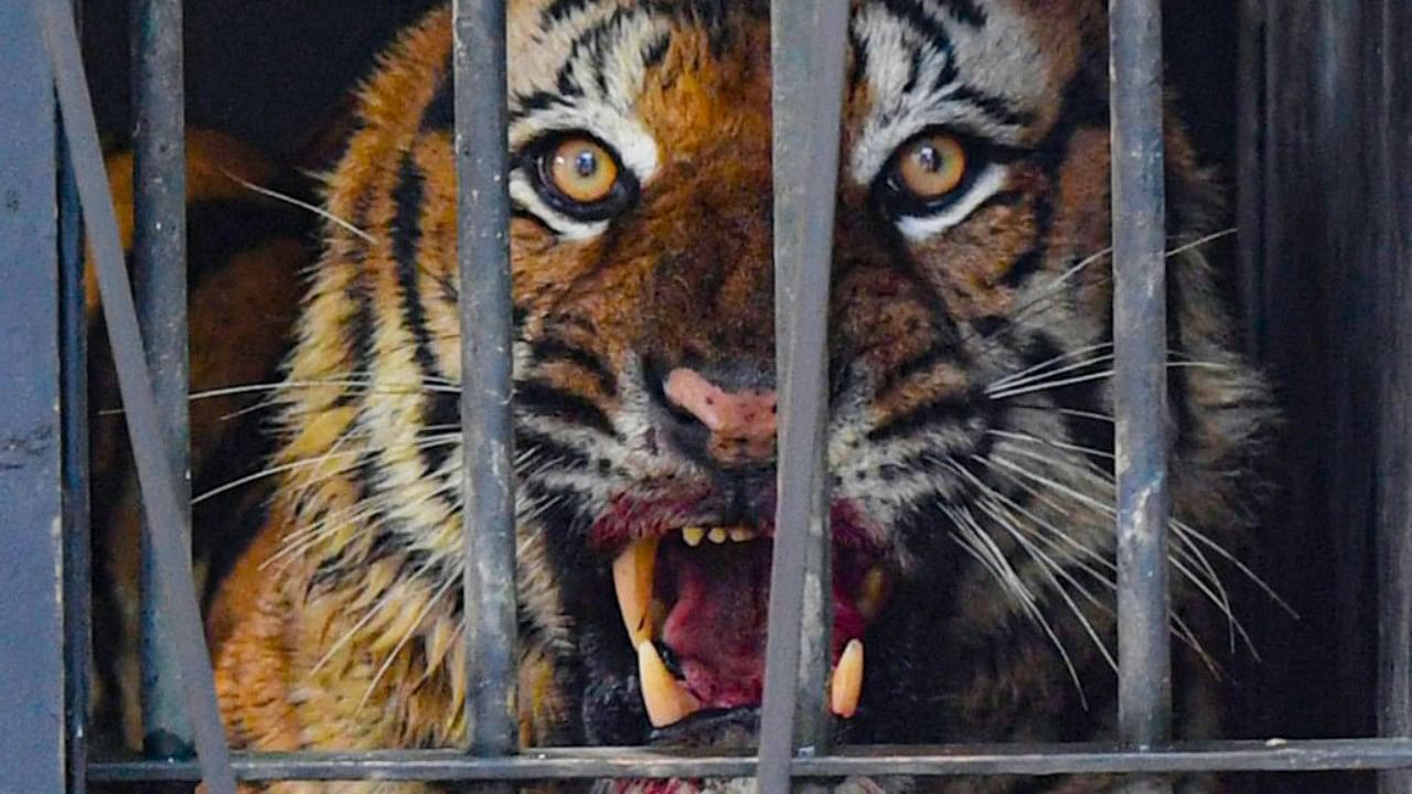 <div class="paragraphs"><p>Representative image showing a ferocious tiger.</p></div>