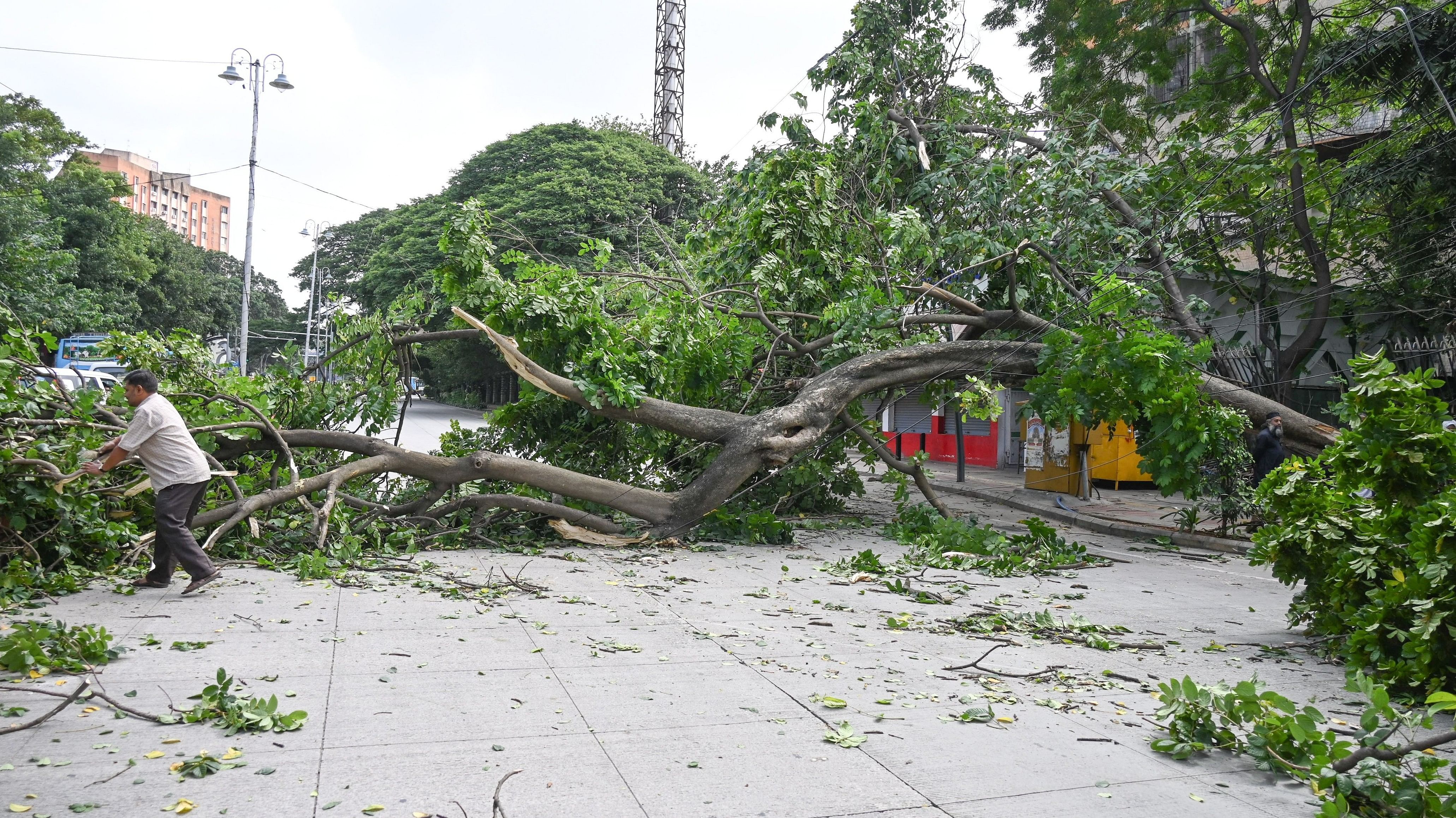 <div class="paragraphs"><p>A massive tree recently fell on a stretch on Palace Road.</p></div>