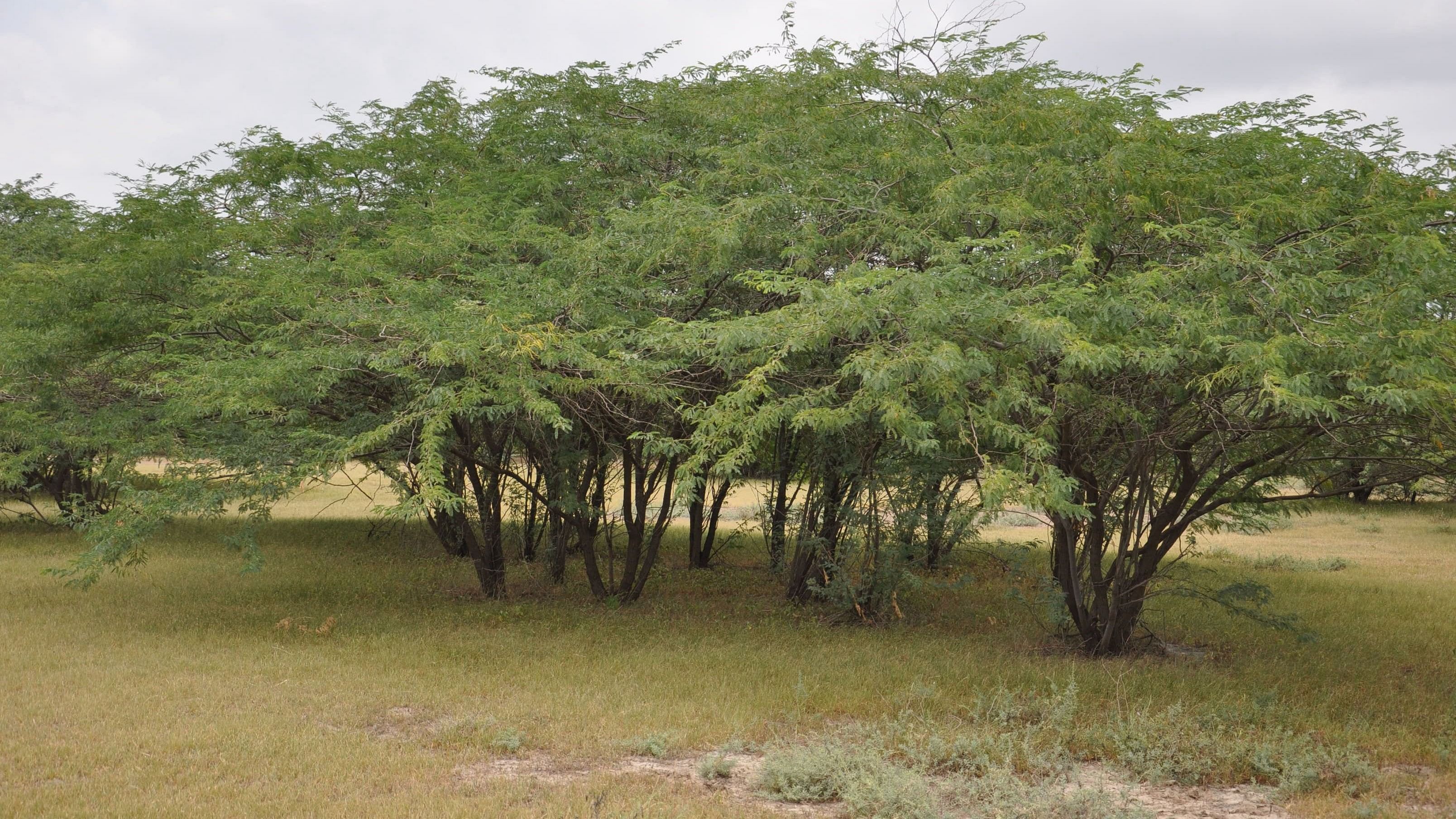 <div class="paragraphs"><p>A thicket of mesquites in Blackbuck National Park, Gujarat.  </p></div>