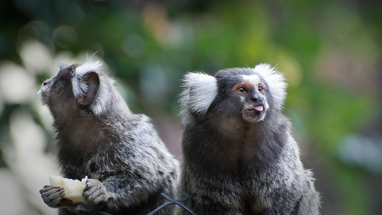 <div class="paragraphs"><p>Representative image of&nbsp;marmoset monkeys</p></div>