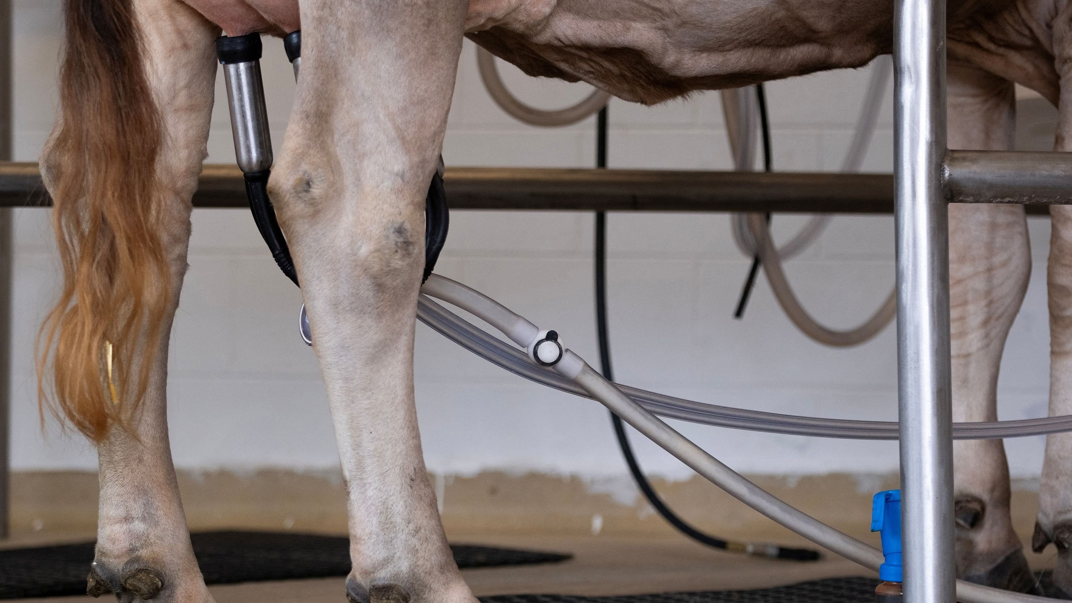 <div class="paragraphs"><p>A cow is hooked up to a milking machine during a milking demonstration at the state fair in West Allis, Wisconsin, US, August 9, 2024. </p></div>