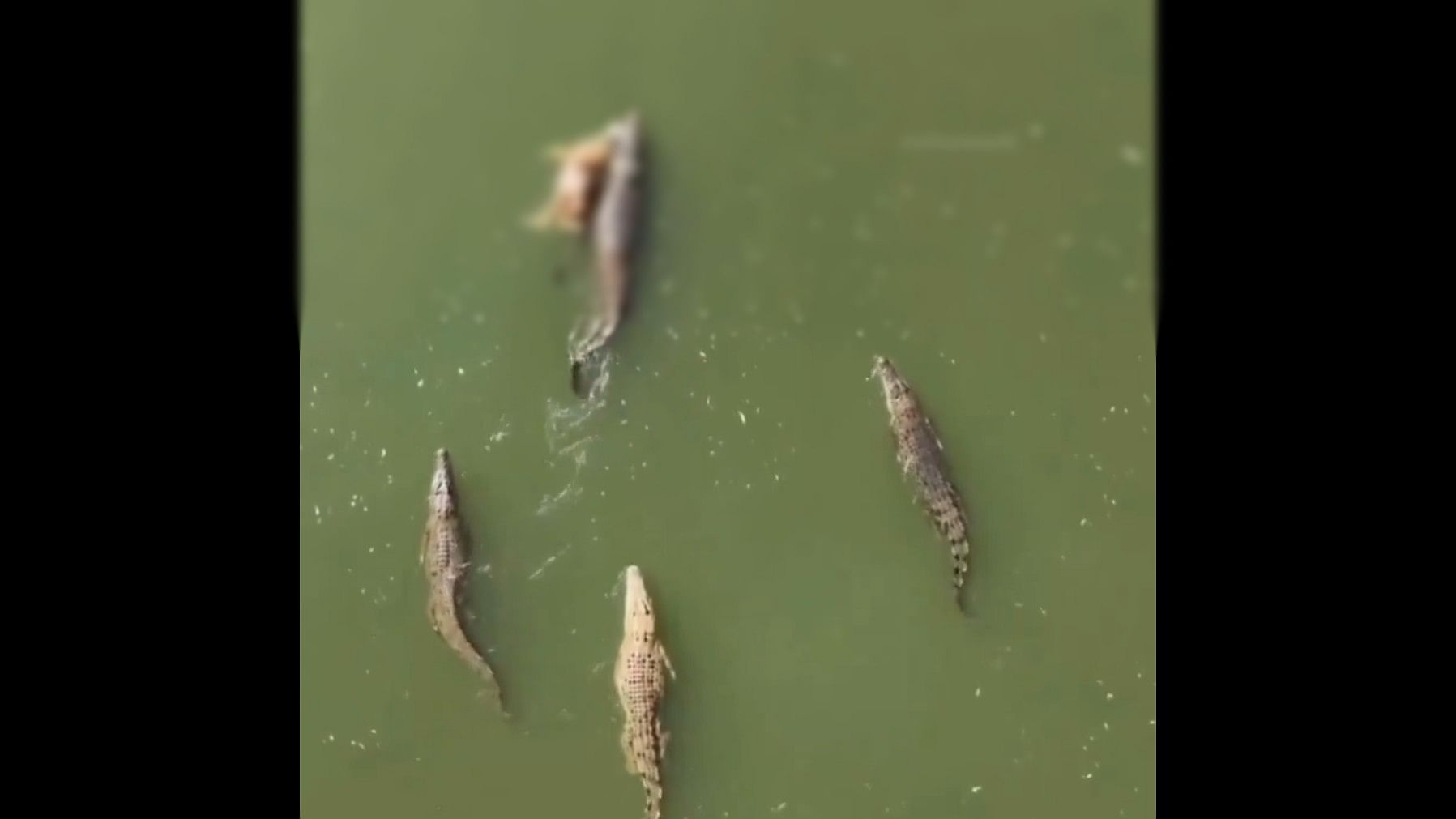 <div class="paragraphs"><p>Screengrab from a video showing crocodiles with their prey in the Vishwamitri river in Gujarat.</p></div>