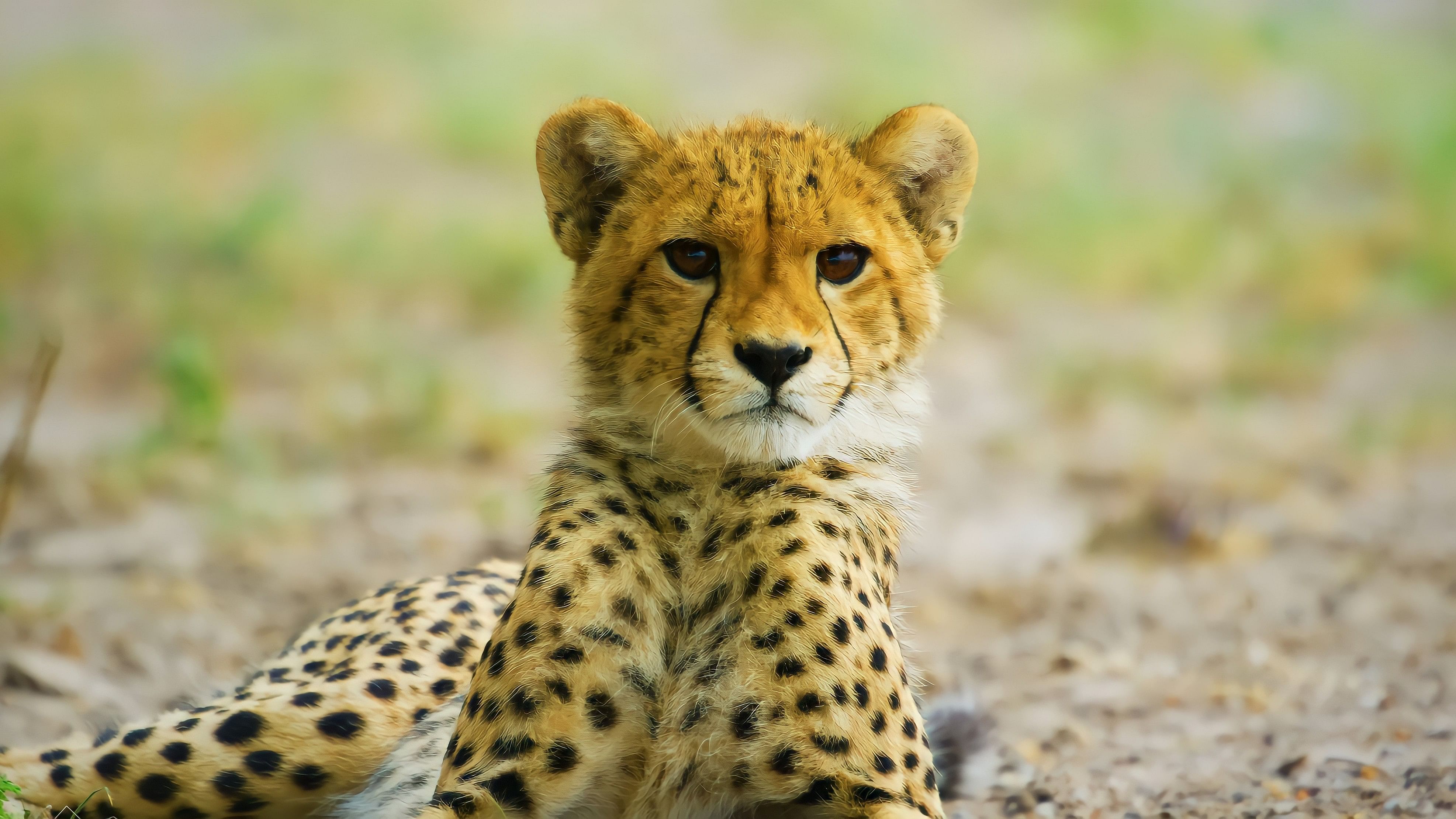 <div class="paragraphs"><p>Representative image showing a cheetah cub.</p></div>