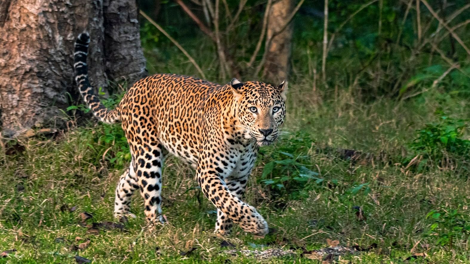 <div class="paragraphs"><p>A leopard at Nagarhole National Park (Kabini) near HD Kote.&nbsp;</p></div>