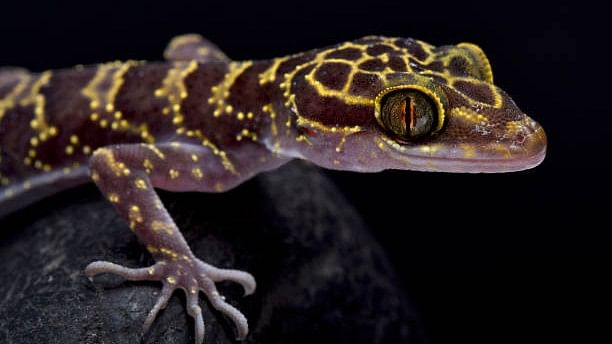 <div class="paragraphs"><p>A bent-toed gecko.</p><p>Image for representation.</p></div>