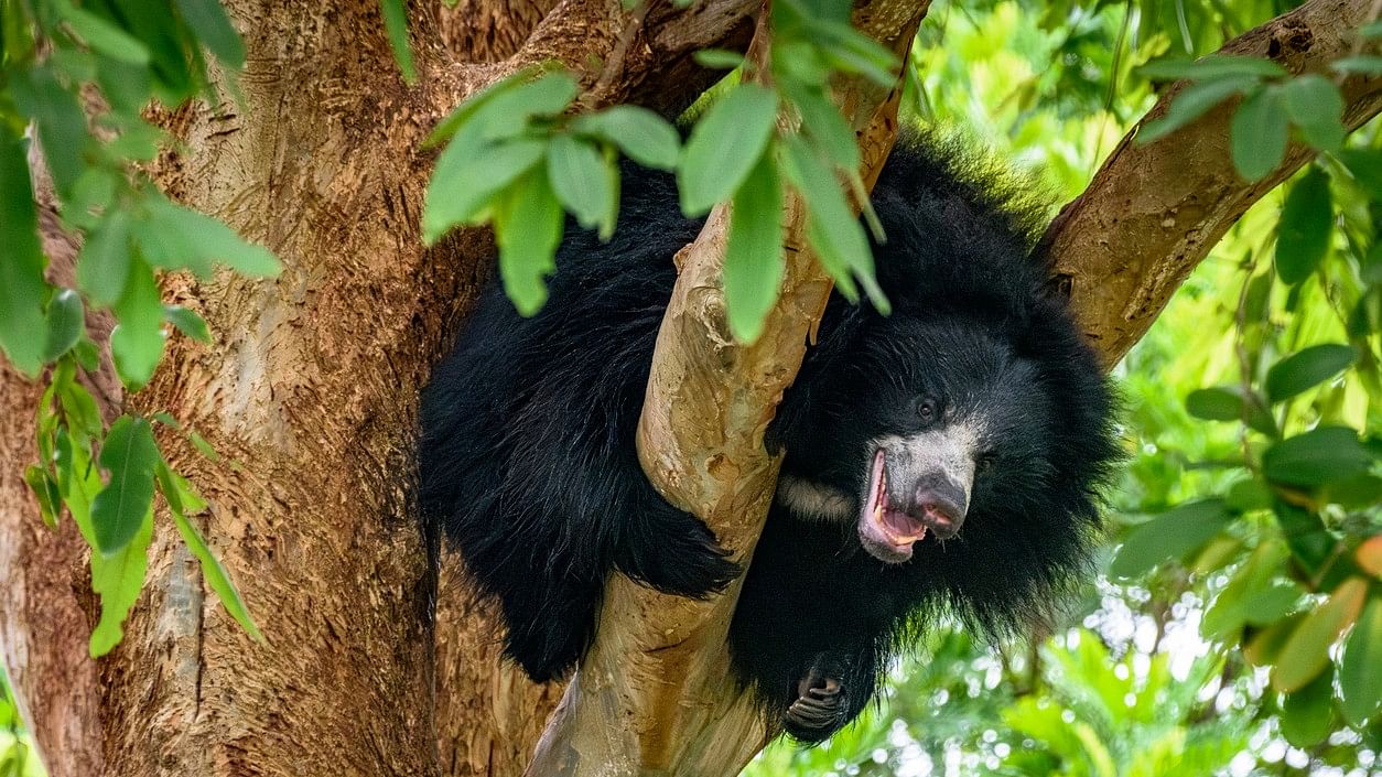 <div class="paragraphs"><p>A sloth bear.</p></div>