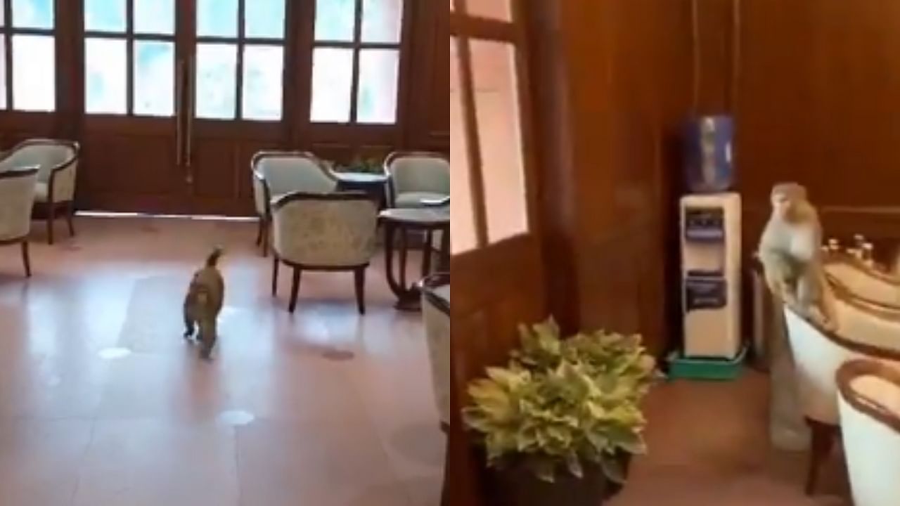 <div class="paragraphs"><p>Screengrabs of the videos showing the monkey which sneaked in the new Parliament building.</p></div>