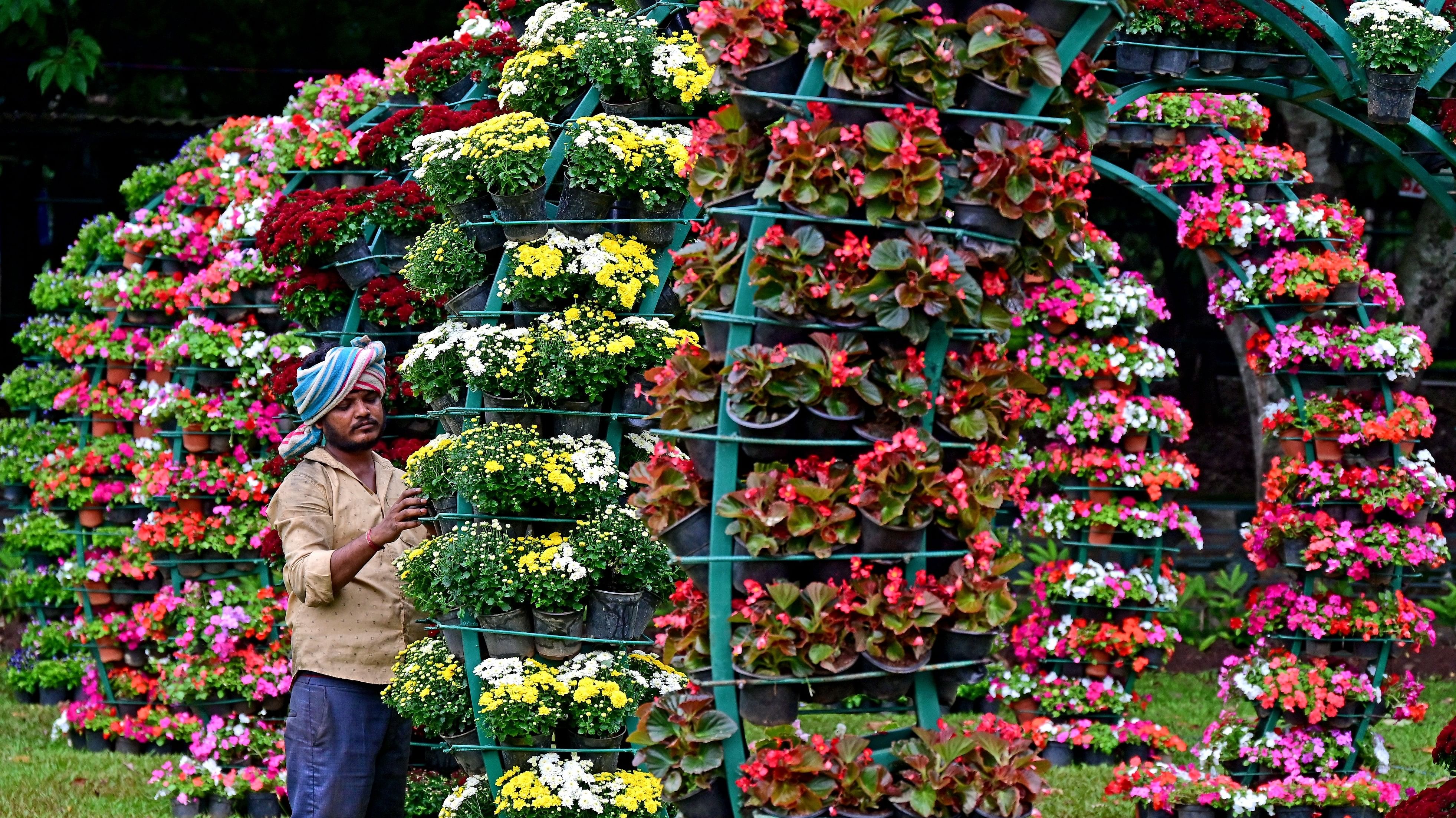 <div class="paragraphs"><p>Preparations underway for the Independence Day flower show at Lalbagh. Over 80 artists and workers have been at work since July 29. </p></div>