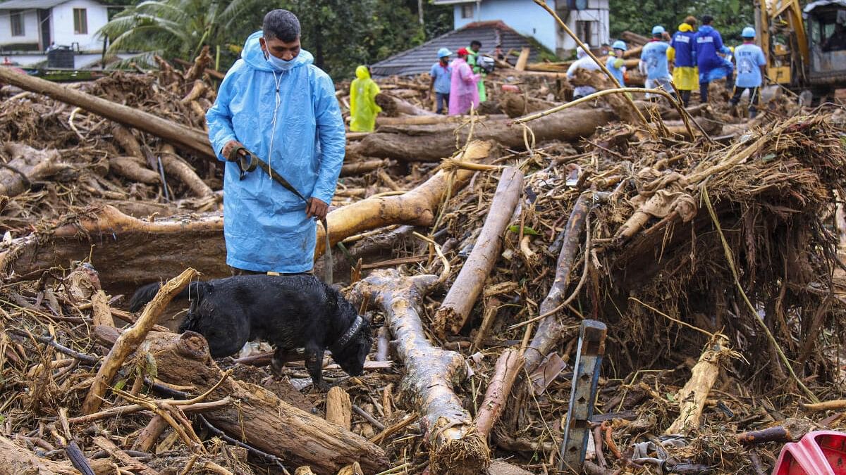 <div class="paragraphs"><p>A military special dog during a search operation to trace bodies from the landslide-hit area in Wayanad.</p></div>