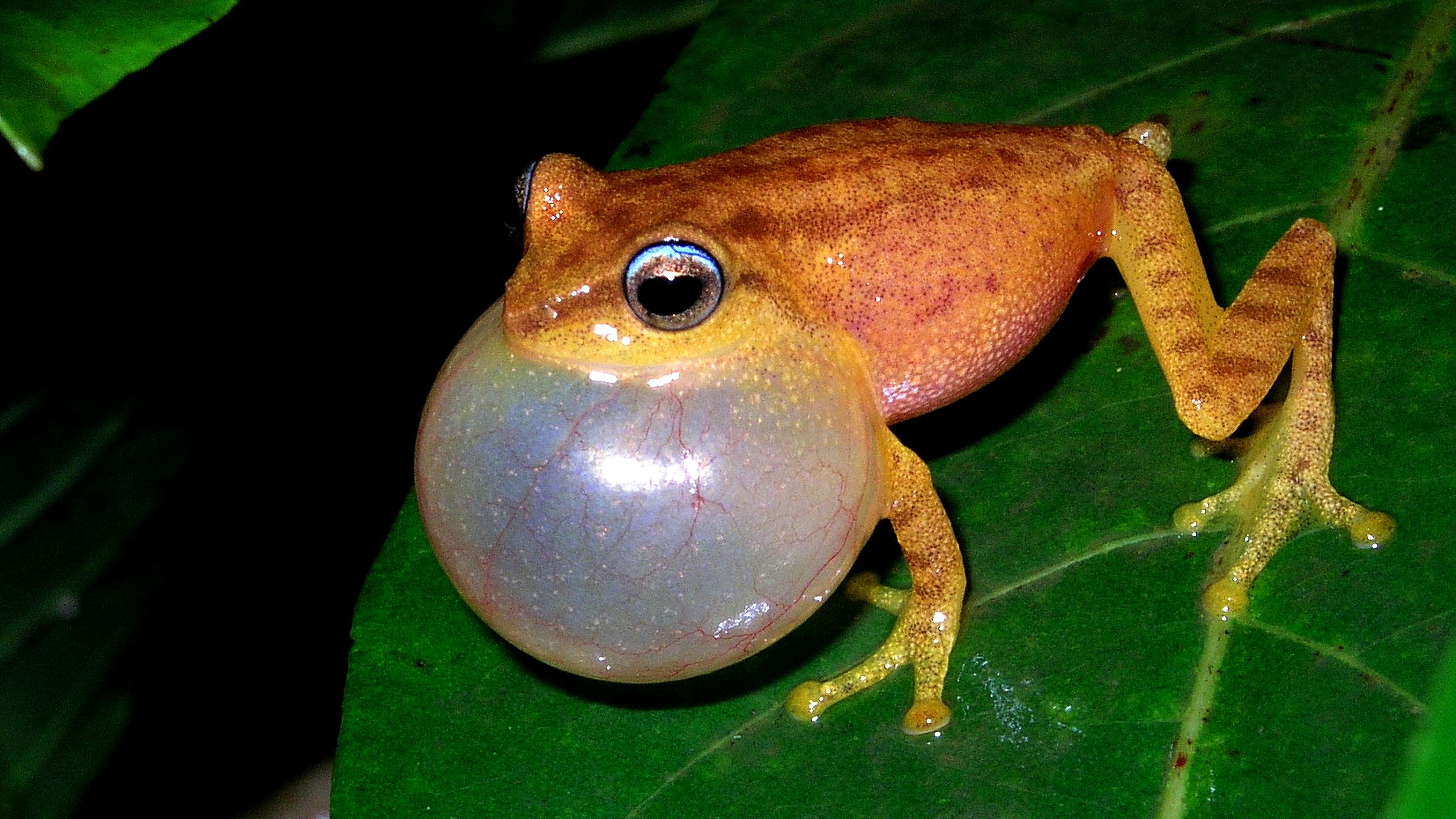 <div class="paragraphs"><p>Coorg yellow bush frog; participants look for a species that lays eggs near moist, rocky surfaces. </p></div>