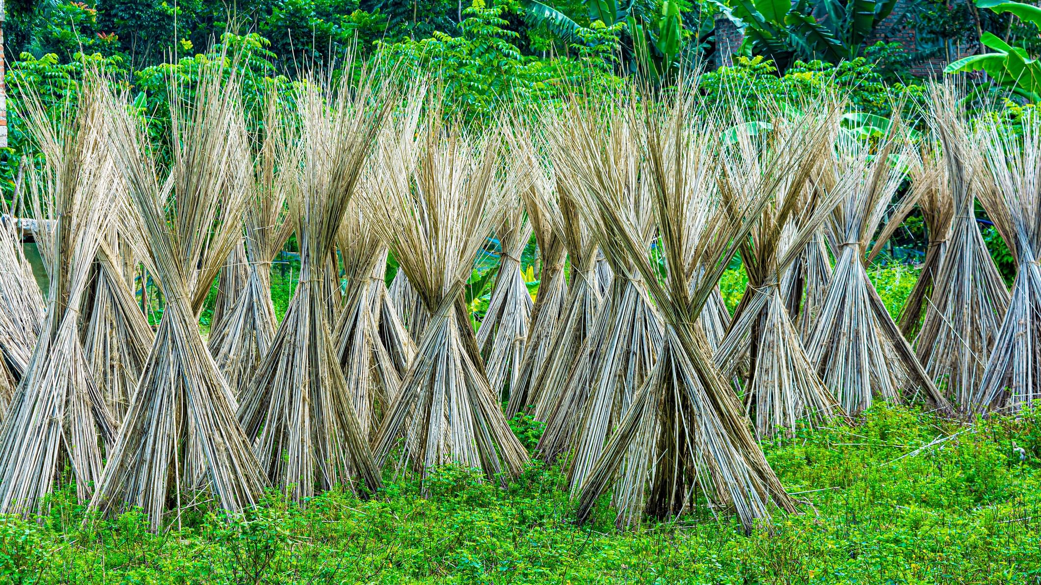 <div class="paragraphs"><p>Jute plant stems laid for drying</p></div>