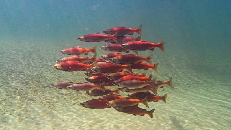 <div class="paragraphs"><p>Study finds that fish swimming in schools,  expend less energy than those traveling solo.</p></div>