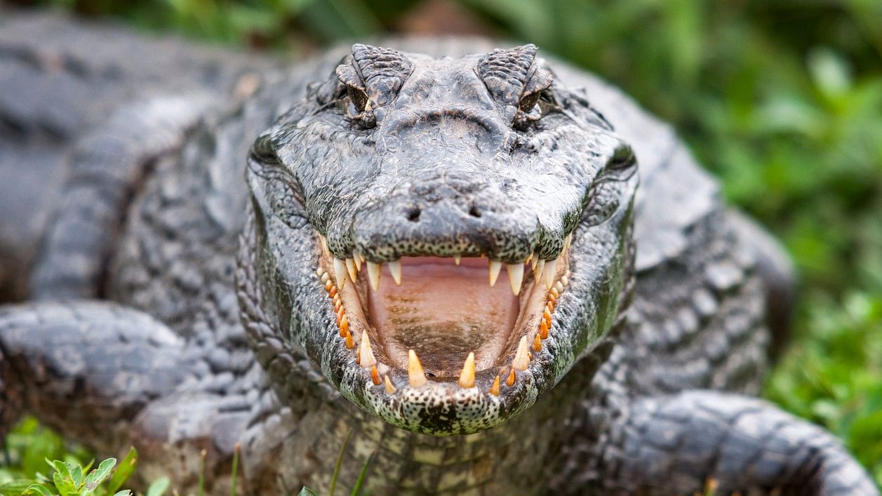 <div class="paragraphs"><p>A 50-year-old woman was allegedly killed by a salt-water crocodile in Odisha's Kendrapara district, a forest official said on Tuesday.</p></div>