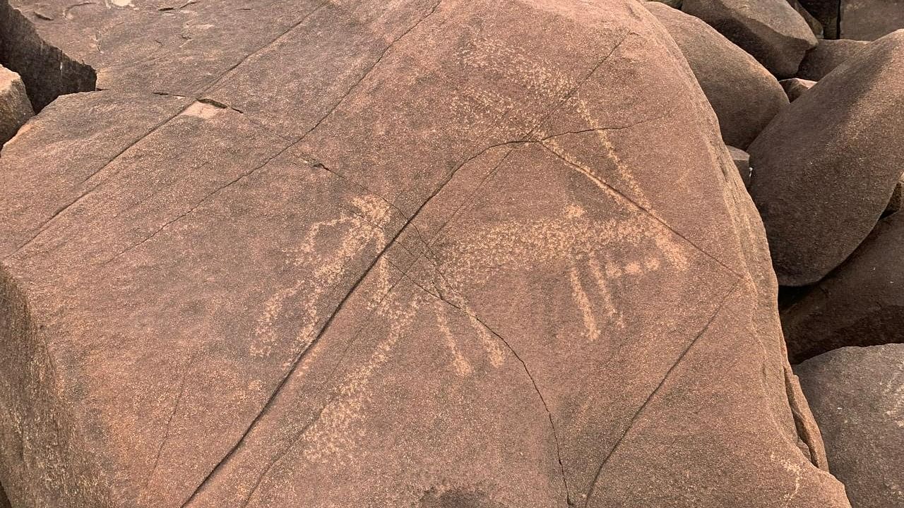 Ancient rock art of a human and long-horned humped cattle.