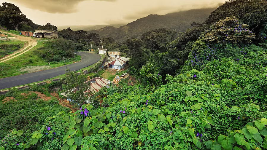 <div class="paragraphs"><p>The Western Ghats in Munnar, Kerala.</p></div>