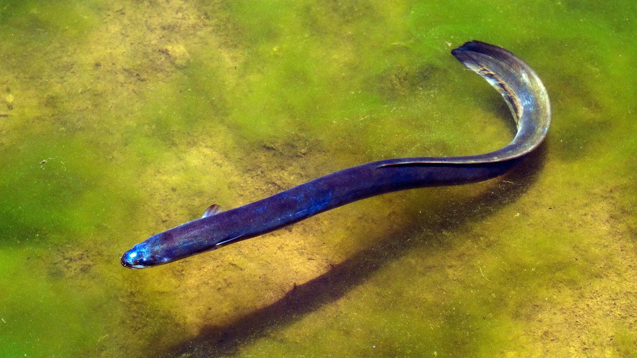 <div class="paragraphs"><p>Representative image of an eel.</p></div>