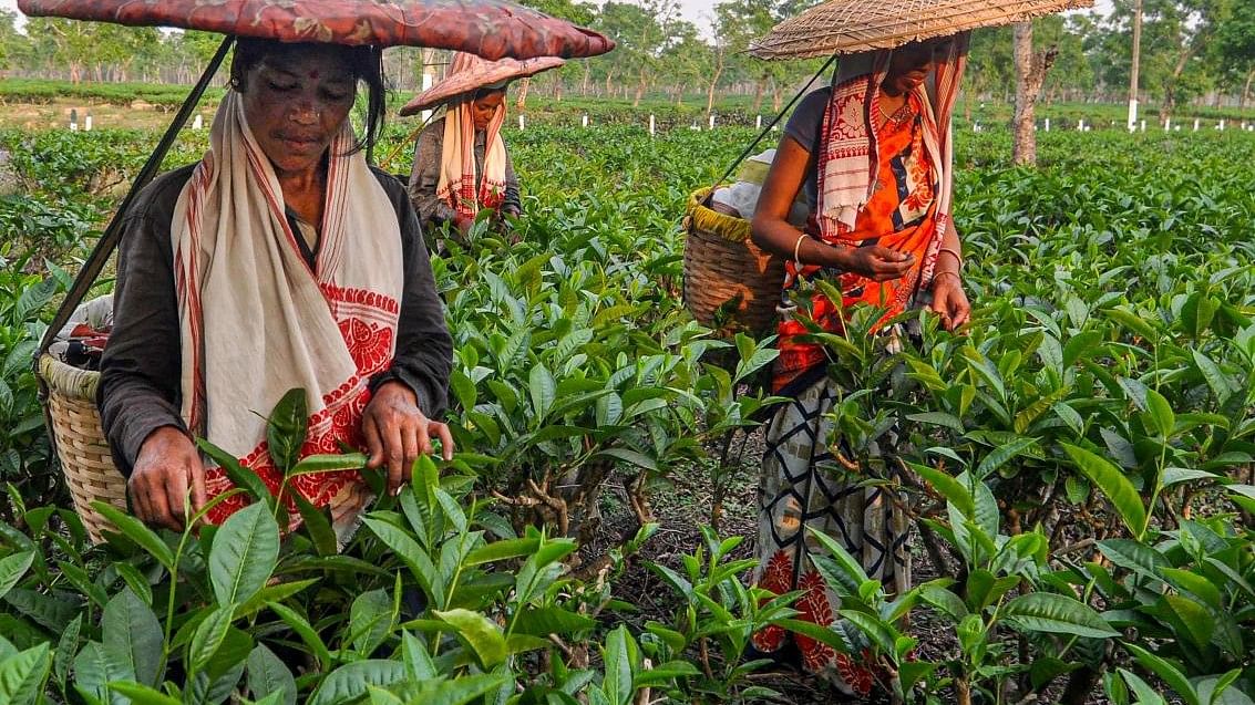 <div class="paragraphs"><p>Workers carrying baskets pluck tea leaves, at Amguri in Sivasagar district.</p></div>