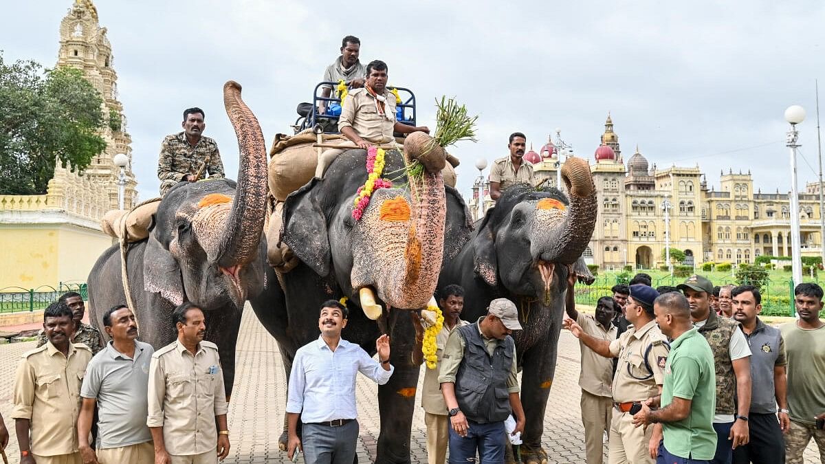 <div class="paragraphs"><p>Flanked by female Elephants Lakshmi and Varalakshmi, Abhimanyu carries 600 kg sand bags as part of training. DCF (wild life), Mysuru division I B Prabhugowda, RFO Santhosh Hoogar, Veterinarian Mujeeb Ur Rehman and other forest department personnel accompany them. </p></div>